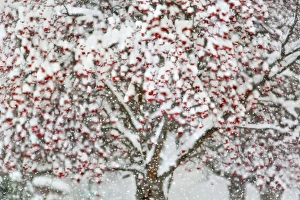 Mountain Ash Tree Drucke: Mountain ash tree during heavy snowfall in Whitefish, Montana