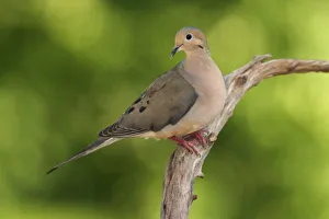 Bird Species Identification Guide Drucke: Mourning Dove