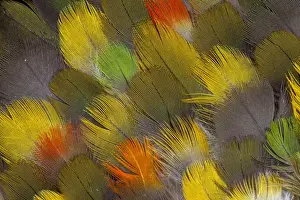 Macro Nature Images Drucke: Multi-colored breast feather design from different Parrots