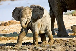 African Elephant Conservation Images Drucke: Namibia, Africa