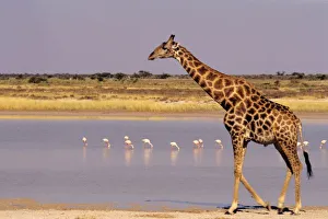 Southern Africa Travel Guide Drucke: Namibia: Etosha