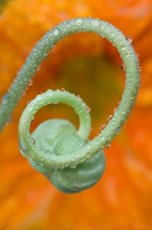 Colorful Plant Life Drucke: Nasturtium curl with rain