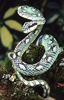 Natur, Tierwelt