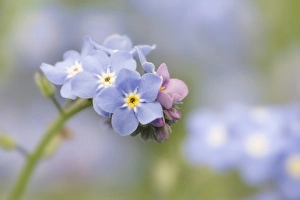 Natur, Flora