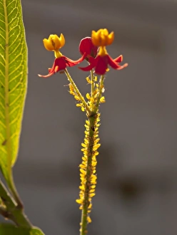 Natur, Flora