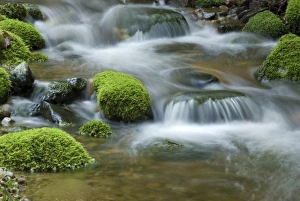 Serene Forest Atmosphere Drucke: Nature, Waterscapes