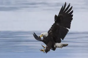 National Bird Of Prey Drucke: Bald Eagle Attacking