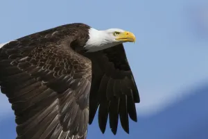Bald Eagle Flight Drucke: Bald Eagle Flight