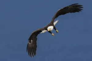 Gerahmter Druck : Fledermausflug