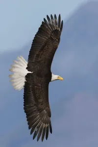 Ken Archer Photographer Drucke: Bald eagle flyby