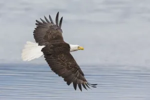 Baldwigeule fliegt