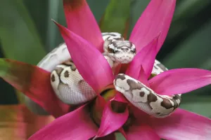 Ball python