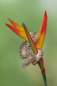 Ballpython