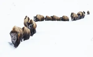 Ken Archer Photography Drucke: Bison, winter migration