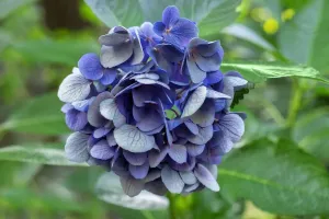 Bigleaf Hydrangea Drucke: Blue bigleaf hydrangea