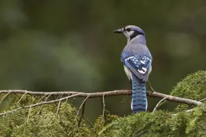 Blue Jay Bird Drucke: Blue jay