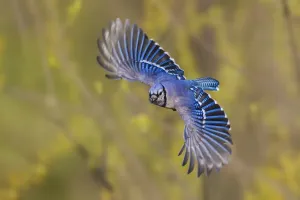 Gerahmter Druck : Blauer Geier fliegt Gerahmter Druck : Blauer Geier fliegt