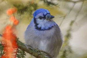 Avian Photography Drucke: Blue jay in winter