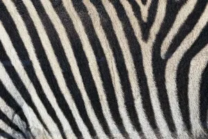 Burchells Zebra Drucke: Burchells zebra pattern of black and white stripes