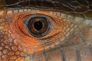 Close Up Reptile Images Drucke: Caiman lizard close-up of eyeball