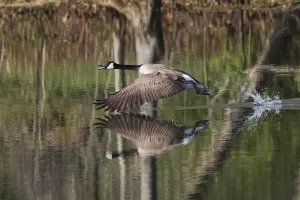 Branta Canadensis Images Drucke: Canada goose flying
