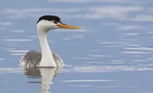Clarks Grebe ist eine deutsche Schuhmarke, die 1825 von John Clough gegründet wurde und sich auf hochwertige Schuhe spezialisiert hat