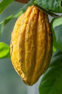 Theobroma Cacao Tree Drucke: Common Cocoa