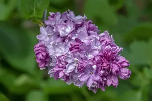 Common Lilac Drucke: Common Lilac