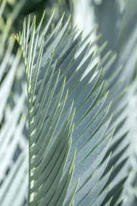 Green Leaf Pattern Drucke: Date palm