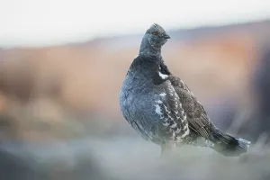 Spring Wildlife Photography Drucke: Dusky Grouse