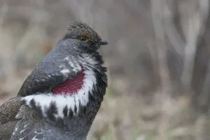 Courtship Behavior Drucke: Dusky grouse calling