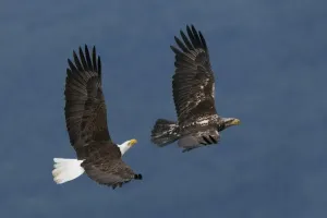 Bald Eagle Flight Drucke: Bald Eagle Flight