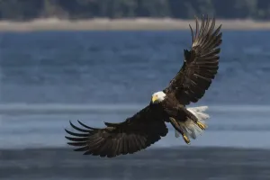 National Wildlife Refuge Birds Drucke: Bald Eagle, Preparing to strike