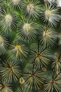 Desert Plant Photography Drucke: Pattern of small cactus spines