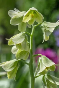 Fritillary Flower Drucke: Fritillary