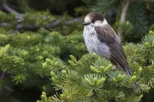 Grauer Geißvogel