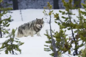 Grauer Wolf