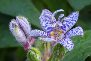 Purple Flowers In Nature Drucke: Hairy toad lily