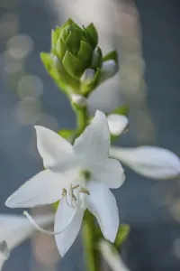 White Flower Garden Drucke: Hosta bloom