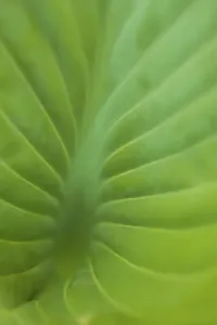 Danita Delimont Photoshoots Drucke: Hosta leaf detail