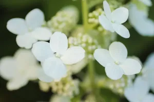 Nature Abstract Photography Drucke: Hydrangea bloom