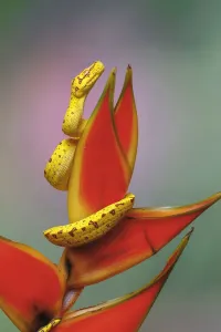 Grüner Jungtier-Python