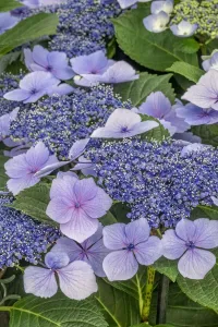 Rosenhydrazie (Hydrangea) mit Kapuzineraußenrand