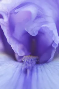 Zwerg Iris mit Lavendelbart