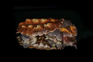 Die Mata-Tatüe (Trachemys scripta elegans) reflektierte sich im Spiegelbild eines glatten Wassers und ist ursprünglich aus Südamerika stammend