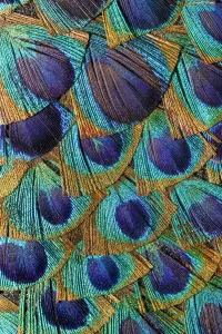Colorful Bird Photography Drucke: Pattern in peacock feathers