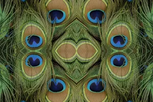 Blue Peafowl Images Drucke: Peacock feathers