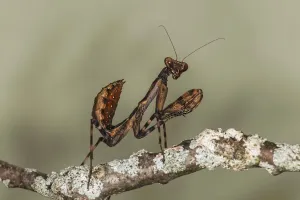 Praying Mantis Images Drucke: Praying mantis