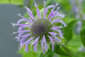 Purple Blooming Plants Drucke: Purple beebalm