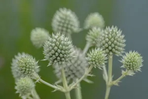 Selective Focus Nature Drucke: Rattlesnake master, button snake-root